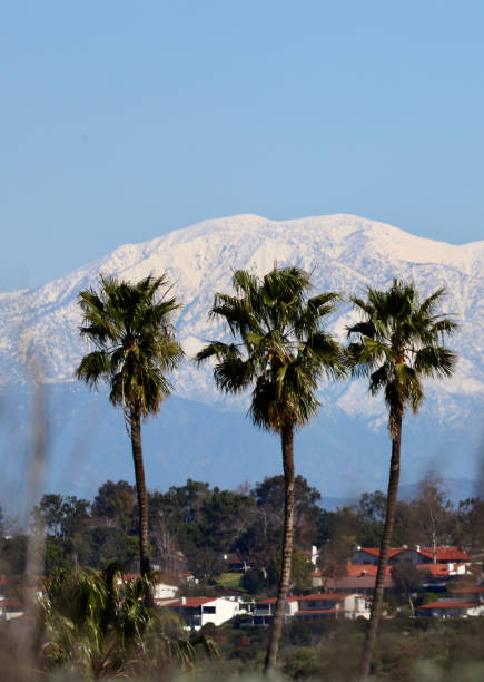 istock Majestic palm trees with snow capped mountains in the background 2008710836