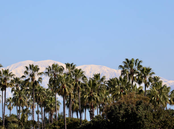 istock Majestic palm trees with snow capped mountains in the background 2008710844