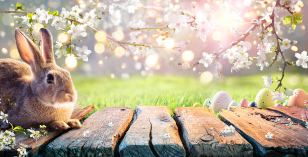 Easter Bunny On Table With Flowers In Sunny Garden Easter - Cute Rabbit On Table With Cherry Flowers In Sunny Garden april stock pictures, royalty-free photos & images