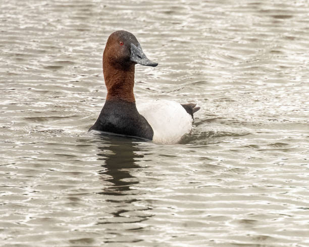 Canvasback Duck A canvasback duck swimming in a slough at Baylands Nature Perserve in Palo Alto, California. male north american canvasback duck aythya valisineria stock pictures, royalty-free photos & images