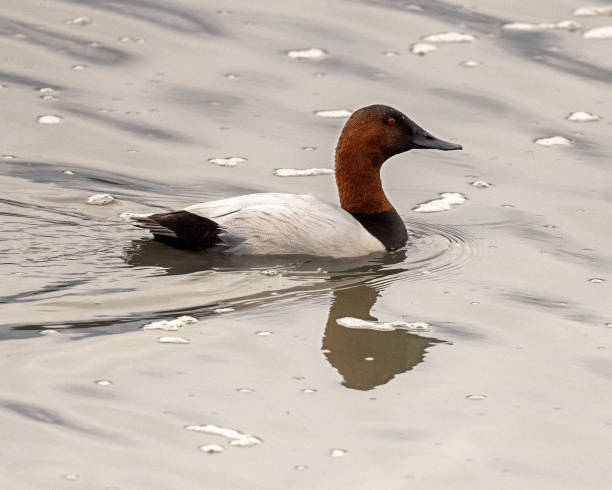 Canvasback Duck A canvasback duck swimming in a slough at Baylands Nature Perserve in Palo Alto, California. male north american canvasback duck aythya valisineria stock pictures, royalty-free photos & images