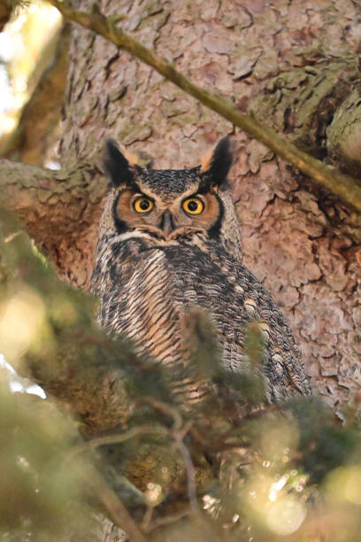istock Great Horned Owl adult in a tree 2008718628