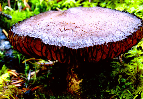 Boletus edulis known as cep, penny bun, porcino or porcini. The stout stipe, or stem, is white or pale brown with a white network pattern, or reticulations.