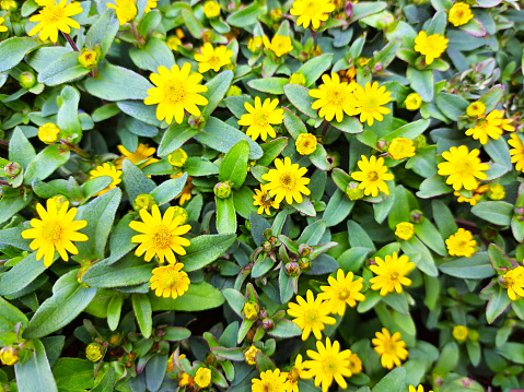 Ficaria verna, lesser celandine or pilewort hairles flowering plant