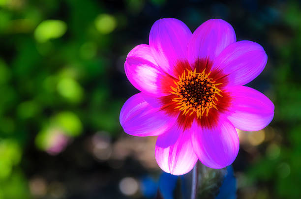 Real plant in outdoor garden