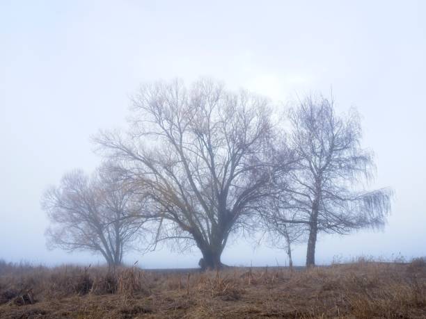 A moody landscape photo of three trees on a foggy morning in Liberty Lake, Washington.