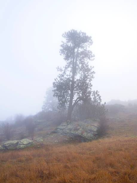 istock Large pine tree on a foggy morning. 2008798575