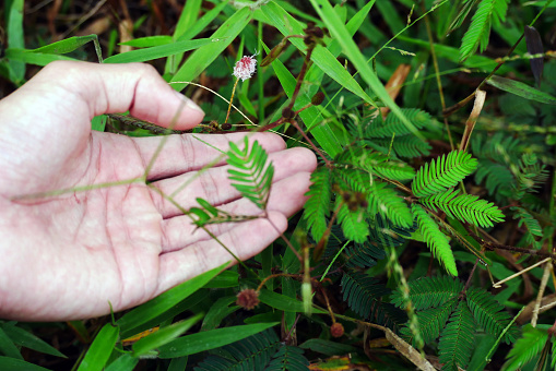 Man's hand touching wet wild tropical leaves after rain. The concept of the relationship between nature and humans. Male arm touching wet tropical leaves after rain