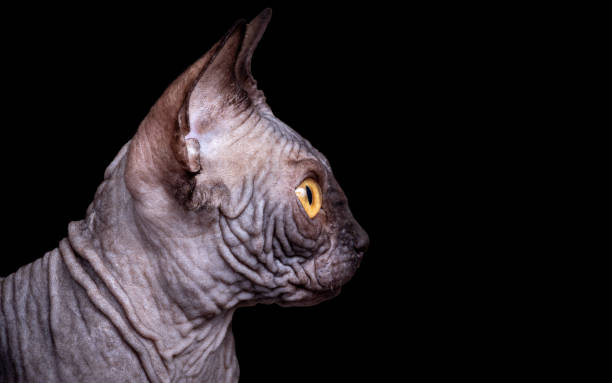 istock Sphynx hairless cat 4 month kitten male 2008814068