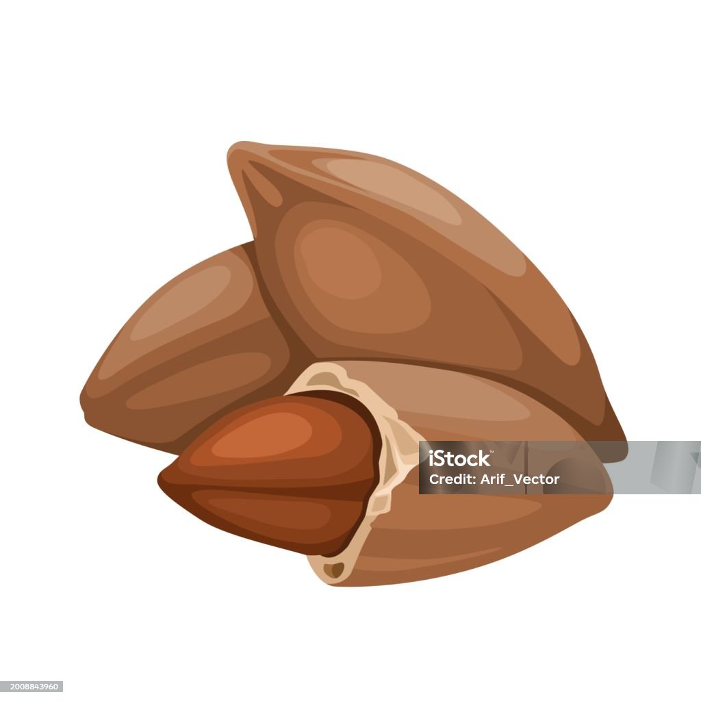 Pili Graphics Pili Nuts Stock Illustration - Download Image Now - Agriculture, Brown ...