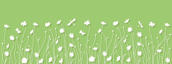 cosmos flowers silhouette, floral decorative background, white bottom line on green background, panoramic vector illustration