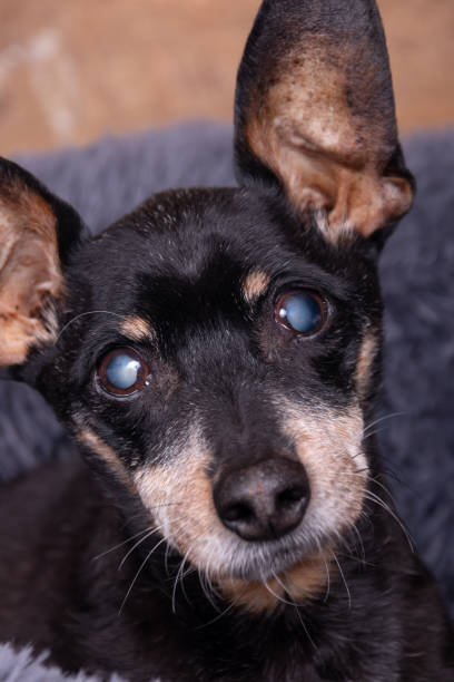 istock Old senior black pinscher male with cataract 2008866104