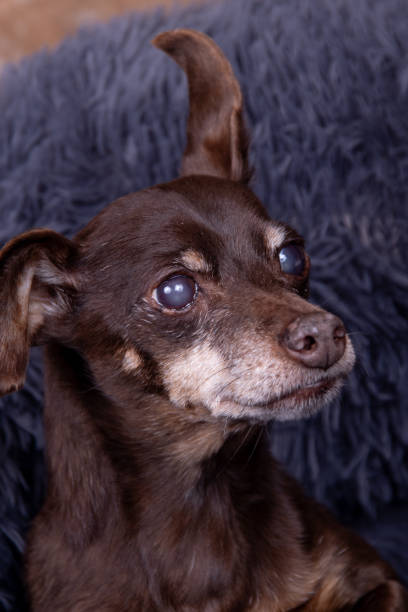 istock Old senior brown pinscher male with cataracts 2008866615