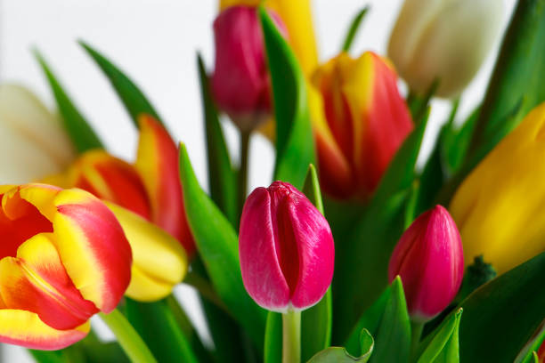 istock Tulip bud close up. Fresh spring flower. Springtime symbol. 2008880064