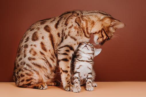 Bengal Cat Temperament. Pet Health Insurance. Health Concerns for Bengal Cats. Bengal mother with kitten on brown background. Fun and Challenging Pet. Caring for Your Bengal Cat. Bengal cat is a modern breed. Regular tooth and nail care cat.