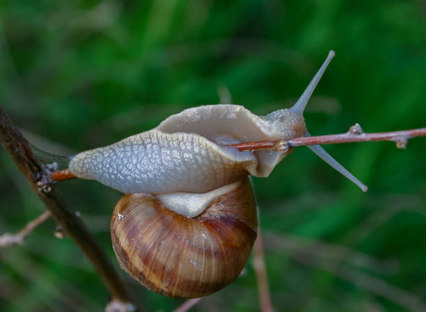 istock Grape snail (Helix pomatia), a gastropod mollusk crawling on a twig 2008907002