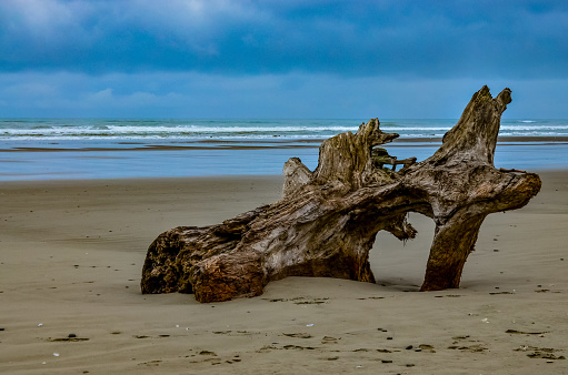 A log on the seashore. After the storm. Sea landscape