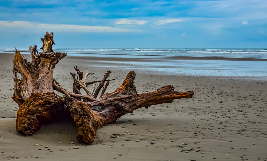 Coastal erosion due to rising sea levels leaves dead tree stumps and driftwood at Hunting Island State Park in South Carolina, United States.