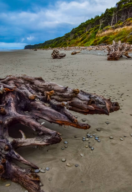 trunks of fallen trees at low tide on the pacific ocean in olympic, national park, washington - on branch photos et images de collection