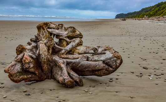 Trunks of fallen trees at low tide on the Pacific Ocean in Olympic, National Park, Washington, USA