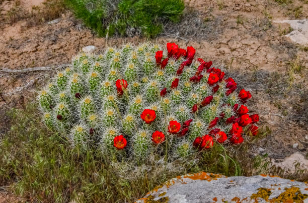 istock Known commonly as the hedgehog cactus (Echinocereus sp.), east Utah 2008909999
