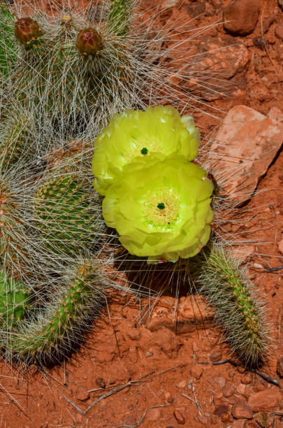 Flowering cactus plants, Yellow flowers of Opuntia polyacantha in Canyonlands National Park, Utha Flowering cactus plants, Yellow flowers of Opuntia polyacantha in Canyonlands National Park, Utha USA thorn bush stock pictures, royalty-free photos & images