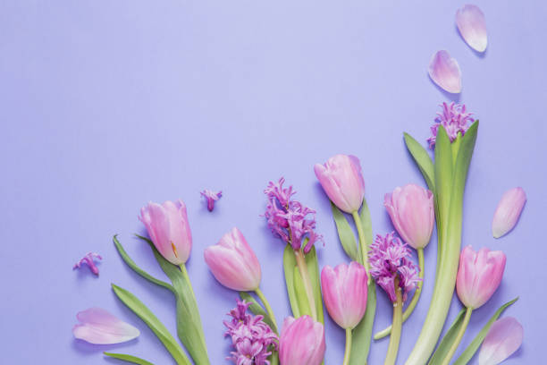 istock spring flowers on purple paper background 2008912161