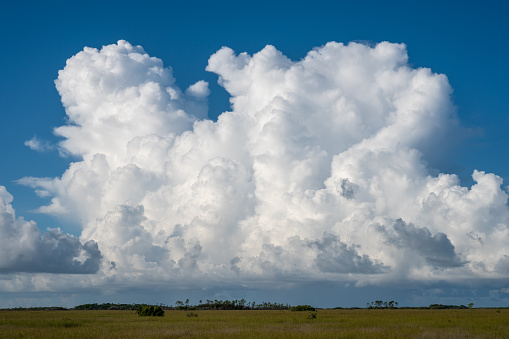 Bright white cumulus clouds forming over sawgrass prairie in Everglades National Park, Florida.