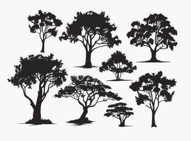 ilustrações, clipart, desenhos animados e ícones de árvore do vetor, silhueta preta, floresta bush, paisagem de fundo, folhagem realista. conjunto de silhuetas do vetor da árvore preta - tree branch tree trunk leaf