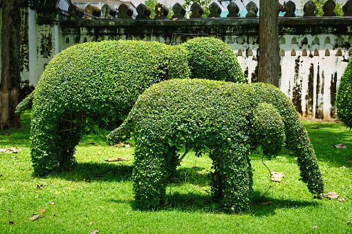 Elephant Shaped Topiary Bush in Lopburi Thailand.