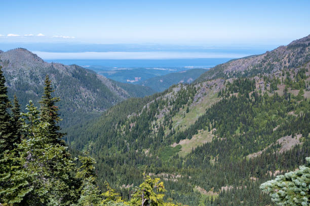 Forested mountains of Hurricane Ridge on sunny summer afternoon.