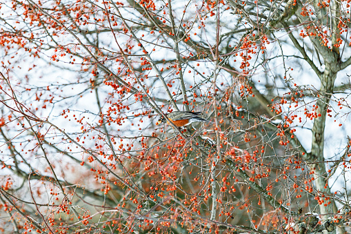 The colorful male American Robin (Turdus migratorius) in the center of the image is perched on a winter crabapple tree branch after choosing just the right crabapple berry now gripped in its beak. In early December, this tree still offers several different types of regional birds dozens of ripe red crabapples (as well as many wrinkled and over ripe selections!) as potential yummy food choices for hungry birds. December in a suburban back yard near Rochester, New York State. A different take on the concept of choice.