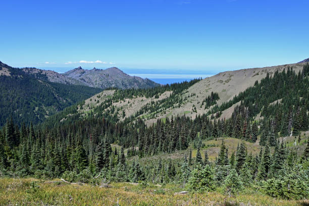 istock Forested mountains of Hurricane Ridge on sunny summer afternoon. 2009020894