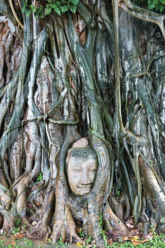Buddha head and bodhi tree Wat Mahathat in Ayutthaya Historical Park, Ayutthaya, Thailand. UNESCO World Heritage Site.
