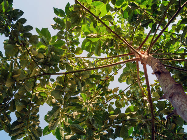 low angle of avocado tree and avocado green leaf
