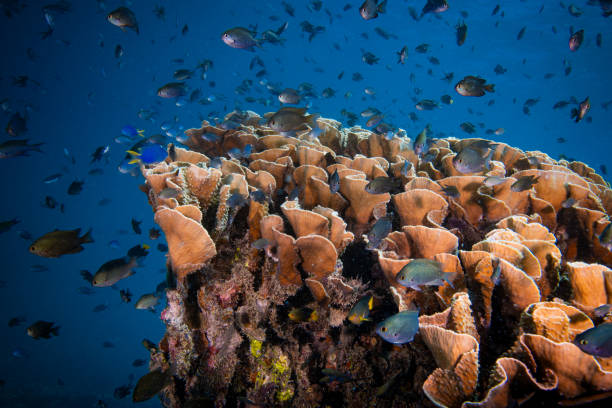 istock Fish schooling above healthy coral reef in the Pacific Ocean 2009079940