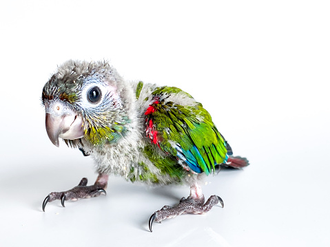 New born of Crimson bellied conure parrot in the white background