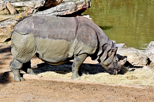 Rhinoceros, is the general name of the rhinoceros family of mammals, is a large mammal, distributed in Asia, such as South Asia India and other places, inhabits tropical and subtropical savannas and dense forests.\nRhinoceros are the world's largest ungulates and are an endangered species.