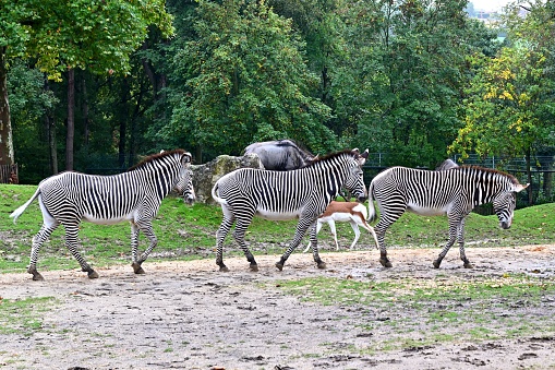 Three zebras are walking.\nThis photo was shot in the zoo.
