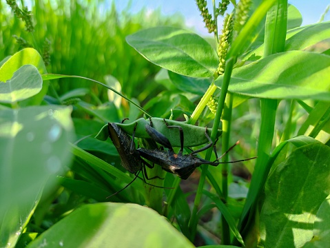 stinging grasshopper bee, Which is breeding under the bushes