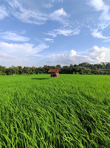 Pati, Indonesia - 14 February 2024: a wide rice field with a small hut in the middle and clouds