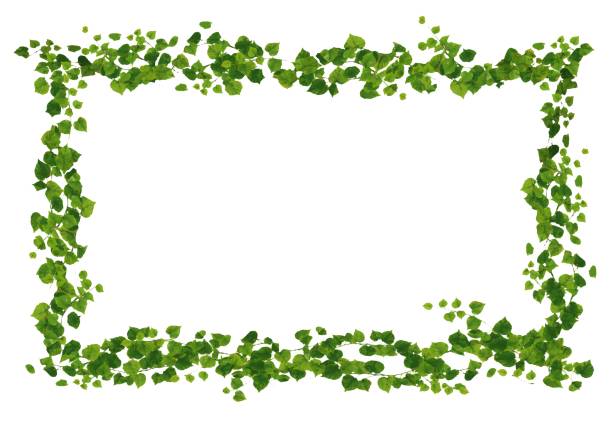 vine frame decorative frame - ivy vine leaf frame点のイラスト素材／クリップアート素材／マンガ素材／アイコン素材