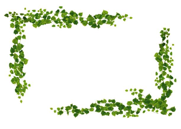 vine frame decorative frame - ivy vine leaf frame点のイラスト素材／クリップアート素材／マンガ素材／アイコン素材