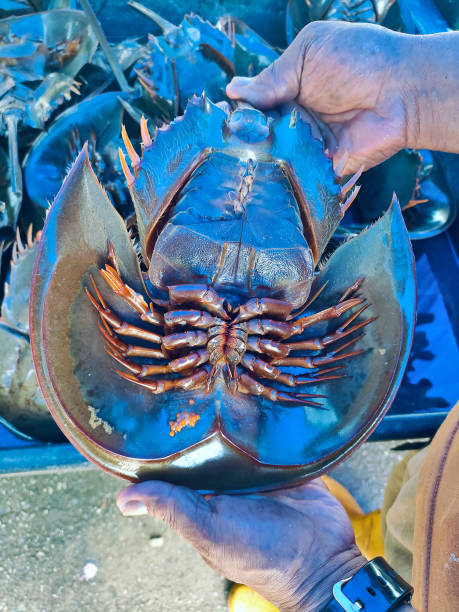 istock Horseshoe Crab or Tachypleus Tridentatus 2009154782