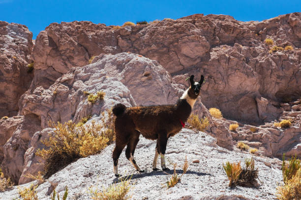 Brown llama walking in the mountains