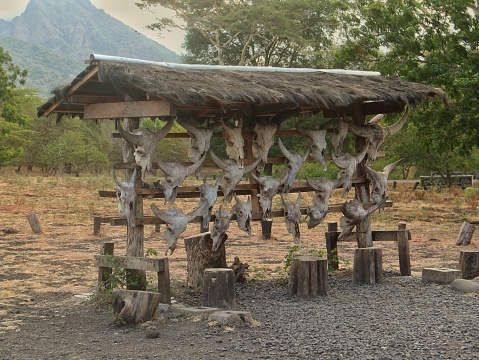 Animal Skull Mounted on a Display Wall as a photo booth in a grassland in Baluran National Park, Banyuwangi, East Java, Indonesia