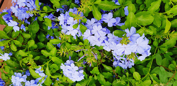 Blue or Purple (Violet) tropical flower blooming with green leaves background in spring time at garden plant. Beauty of Nature concept