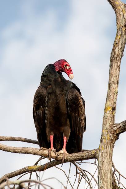 istock Turkey Vulture - Cathartes aura - perched in Cypress Tree in Everglades. 2009197227