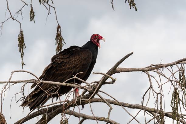 istock Yawning Turkey Vulture - Cathartes aura - perched in Cypress Tree in Everglades. 2009197230