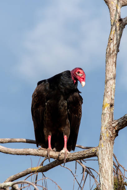 istock Turkey Vulture - Cathartes aura - perched in Cypress Tree in Everglades. 2009197233